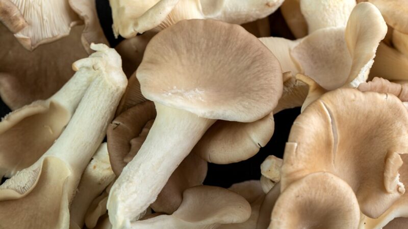 На Кубани за 5 лет производство грибов выросло на 30%