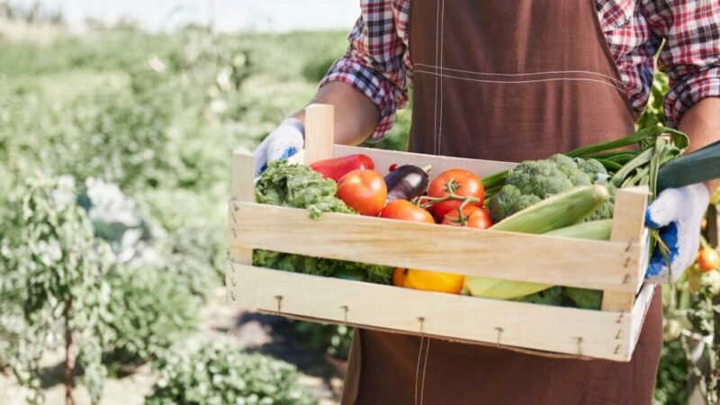 Как фермер в Приазовье создал устойчивое растениеводческое предприятие