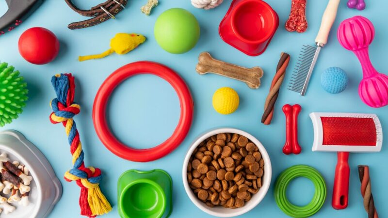 Приют для животных в Ростове планируют построить до конца 2025 г.