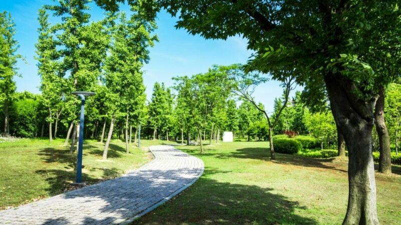 Ясень в Соловьиной роще в Ростове заражен златкой изумрудной