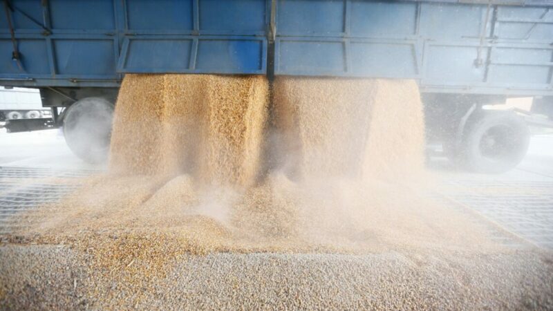 Производство кукурузного крахмала на Кубани выросло на 31% в I кв. 2025 года