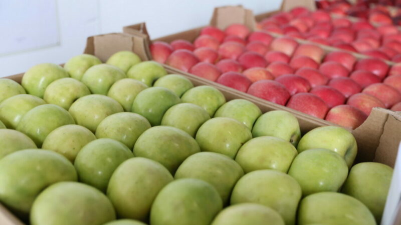 Объем отправки кубанских фруктов в другие регионы увеличился на 20% в 2025 г.