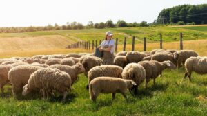 Производство баранины фермерами Дона снизилось почти на 30% в 2025 году