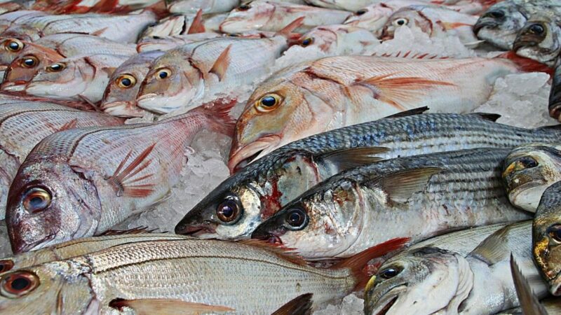 На Кубани производство рыбной продукции в 2025 году выросло в 1,5 раза