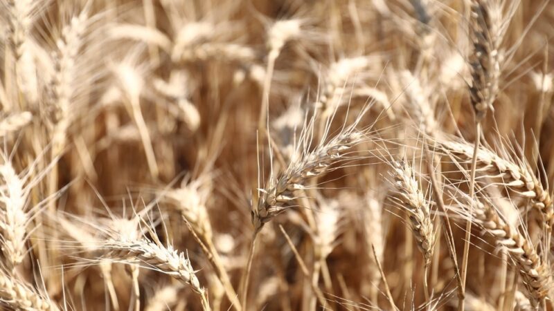 Ростовская область стала лидером по площади застрахованных посевов в 2025 г.