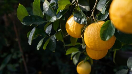 В Сочи создадут Селекционно-семеноводческий центр за 120 млн рублей