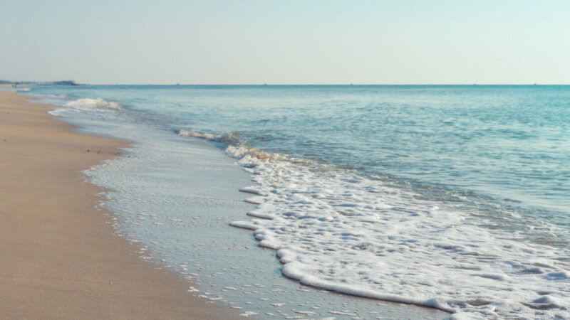 Более 200 погибших птиц обнаружили на побережье в Анапе