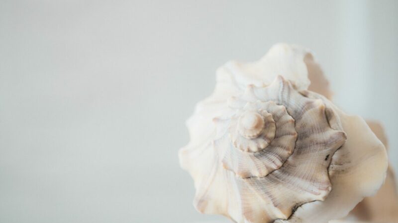 Вылов рапанов в Азовском и Черном морях вырос почти на 5% на в I пол. 2025г.