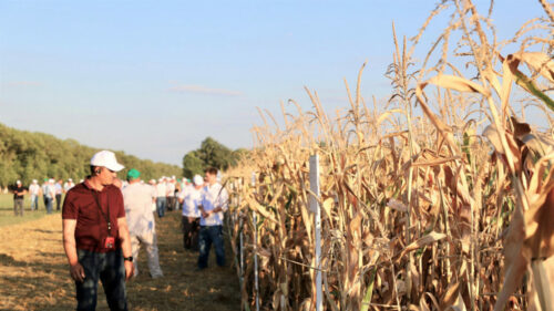 На Кубани семенные посевы подсолнечника и кукурузы за 3 года выросли в 1,8 раза