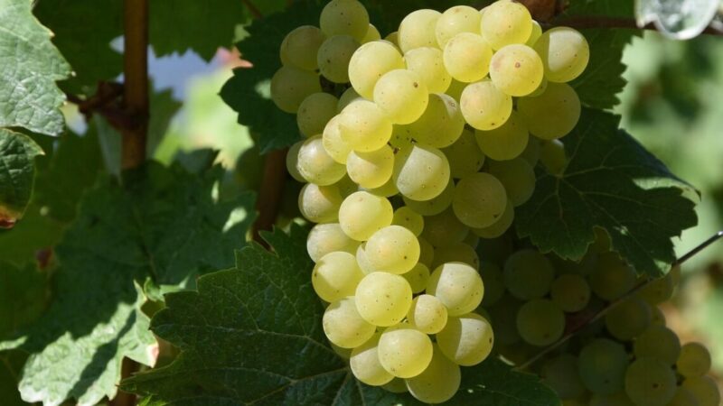 Вина Кубани в 2025 году возглавили рейтинг «Винного гида России»