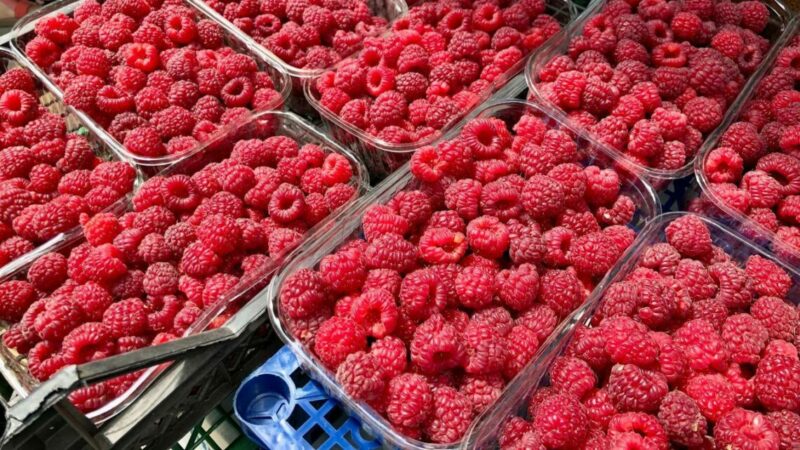 На Кубани валовой сбор ягод сократился на 35% в 2025 году