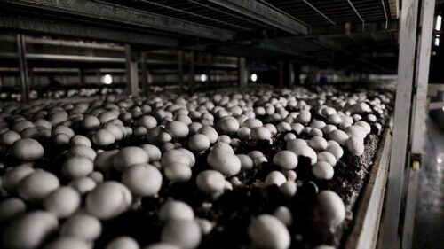 На Кубани в 2025 году производство грибов выросло на 6%