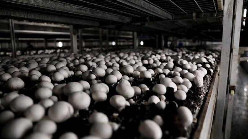 На Кубани в 2025 году производство грибов выросло на 6%