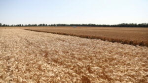 На Дону ввели в оборот 507 гектаров неиспользуемых сельхозземель