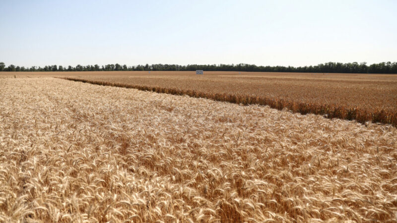 На Дону ввели в оборот 507 гектаров неиспользуемых сельхозземель