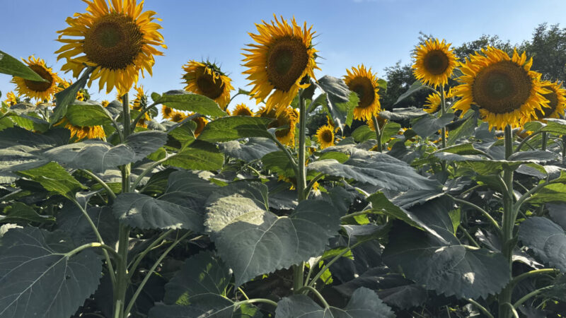 Объем производства сельхозпродукции в Краснодаре за 10 лет вырос почти в 3 раза