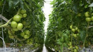 На Кубани валовой сбор тепличных овощей с начала 2026 г. вырос на 60%