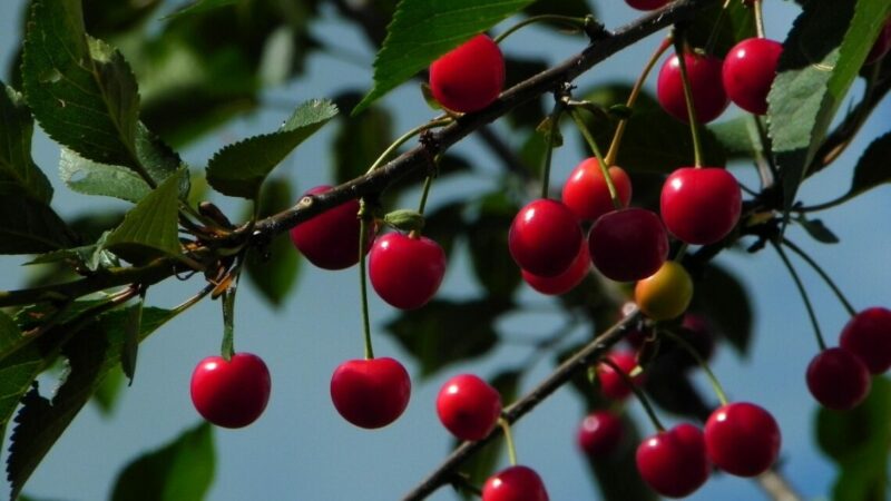 «Донецкая долина» запустит первую в стране теплицу для черешни в 2026 году