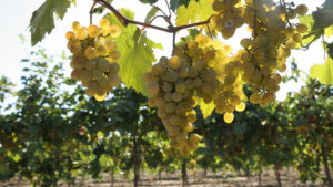 На Кубани за шесть лет производство саженцев винограда выросло в 4 раза