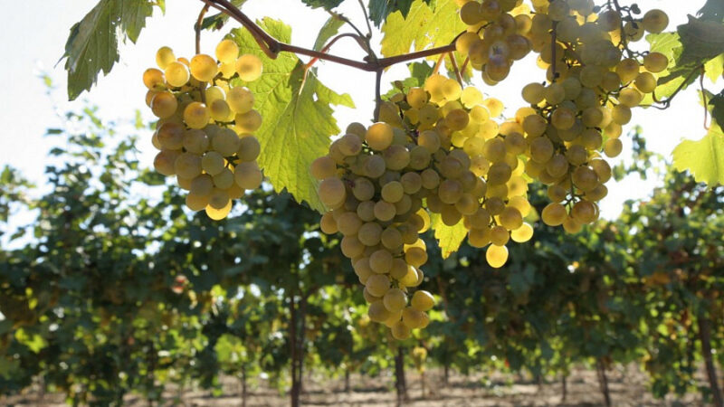 На Кубани за шесть лет производство саженцев винограда выросло в 4 раза