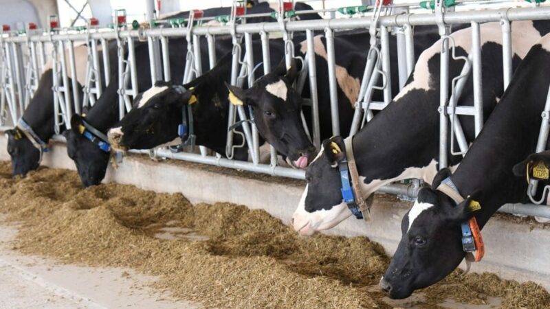 Финансирование сферы животноводства на Дону снизилось на 3,6% в 2025 г.