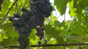 На Кубани в 2026 году планируют собрать не менее 313 тыс. тонн винограда
