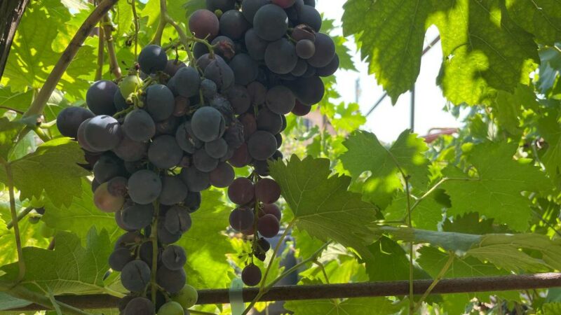 «Фанагория» вложит в модернизацию производства 1,1 млрд рублей