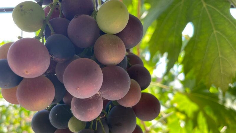 На Кубани в 2025 году вывели два новых сорта винограда