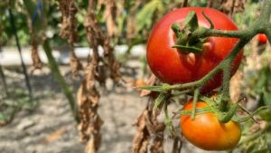 На Кубани с ноября планируют использовать метод искусственного вызова дождей