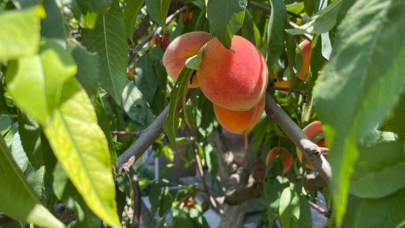Импорт нектаринов и персиков на Кубань в 2025 году сократился на 55%