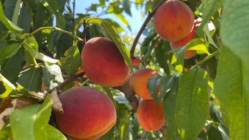 На Кубани в 2025 г. урожайность фруктов и ягод снизилась почти на треть