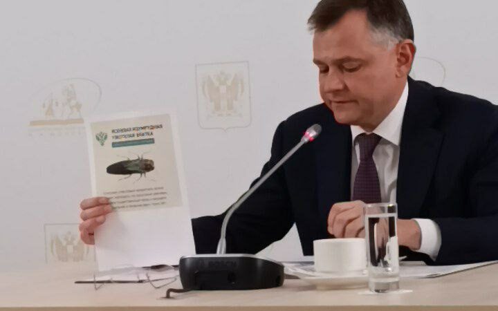 Златка изумрудная уничтожила 320 га леса в Ростове