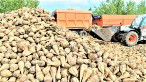 На долю Кубани пришлось 14% российского урожая сахарной свеклы по итогам 2025 г.