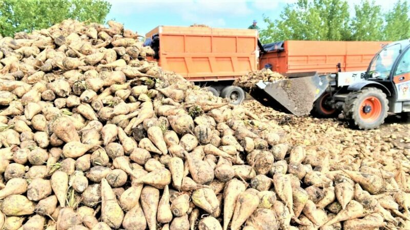 На Кубани в 2025 году произвели более 1 млн тонн сахара