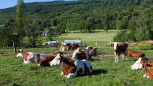 В Туапсинском районе к концу 2031 г. планируют создать агротуркластер
