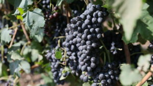 Приватизация «Кубань-вино» стала одной из крупнейших в 2025 г.