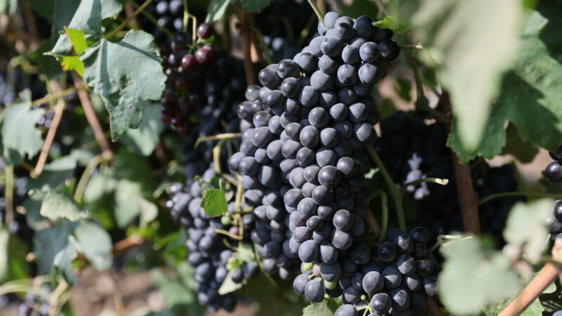 В Новороссийске в 2025 году сбор винограда вырос на 7%