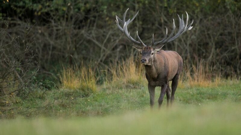 С начала 2025 г. на Дону выдали 11 тыс. бланков разрешений на охоту