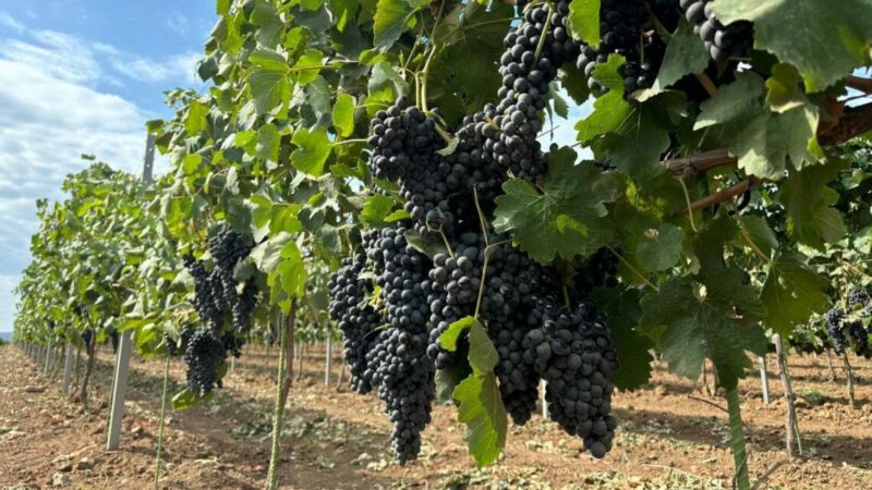 На Кубани в 2025 году производство винодельческой продукции выросло на 9,5%