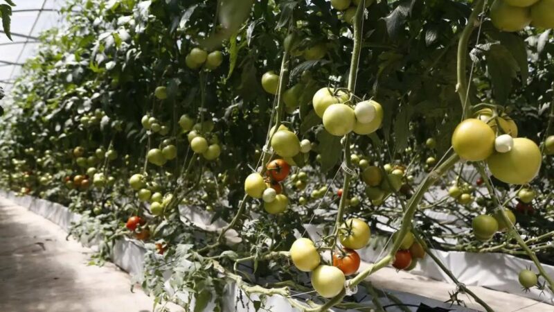 Краснодарский край стал лидером по объему страховых выплат аграриям в 2025 г. 