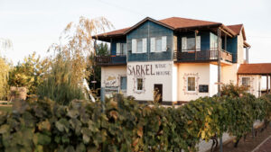 Отдых под лозой: почему российские туристы потянулись на фермы и винодельни Юга