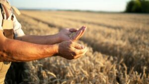 На Дону производство сельхозпродукции в 2025г. сократилось на 16,9%