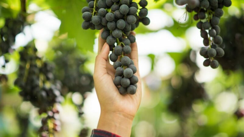 Близ Новороссийска планируют создать новый объект для энотуристов