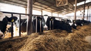 На Дону в 2025 году производство яиц сократилось почти на 20%