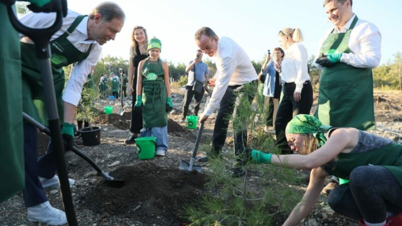В Геленджике на месте пожара высадили 12 тыс. саженцев сосны
