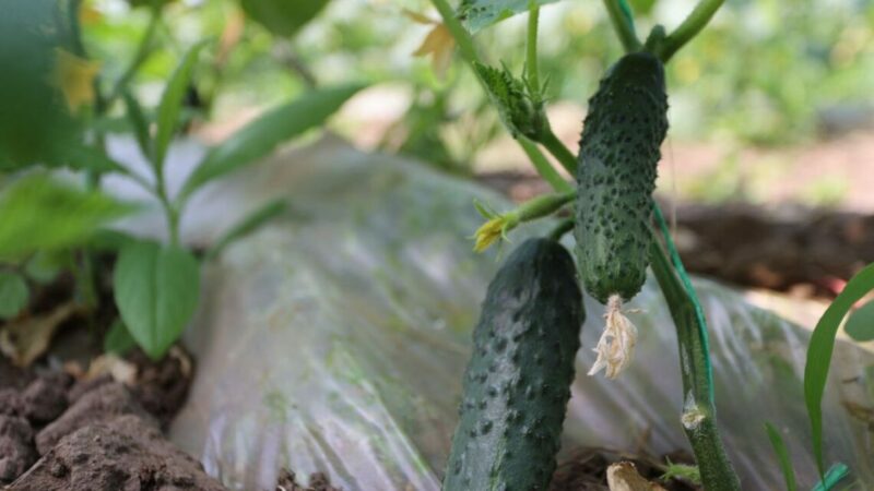 На Кубани в 2026 г. на поддержку тепличных хозяйств направили ₽35 млн 