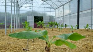 «Народный фермер»: выручка сельхозотрасли Сочи к 2035 г. может вырасти в 39 раз