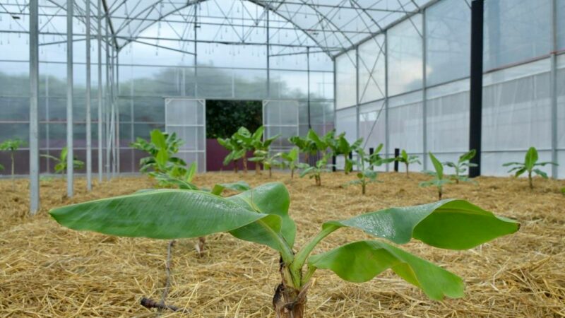 «Народный фермер»: выручка сельхозотрасли Сочи к 2035 г. может вырасти в 39 раз