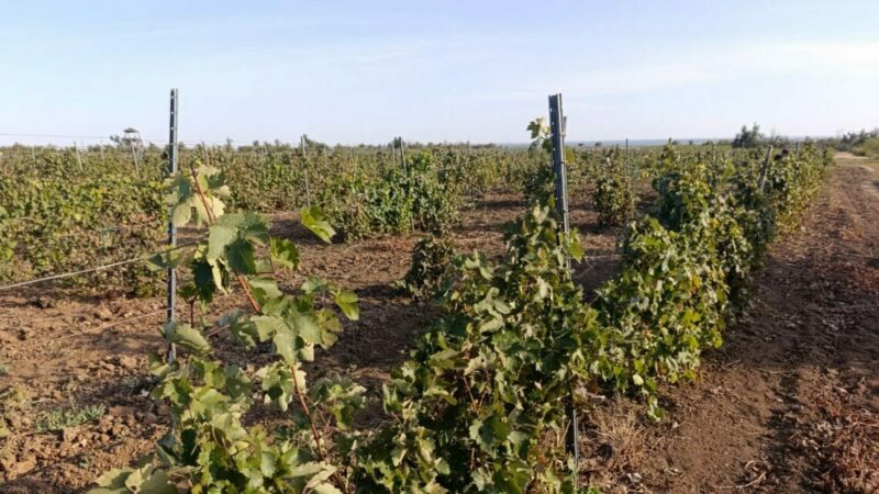 Виноградарям Дона не разрешили строить гостиницы на территории без виноделен