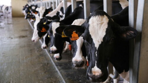 На Кубани в 2026 г выделят 381 млн руб. на содержание молочных коров